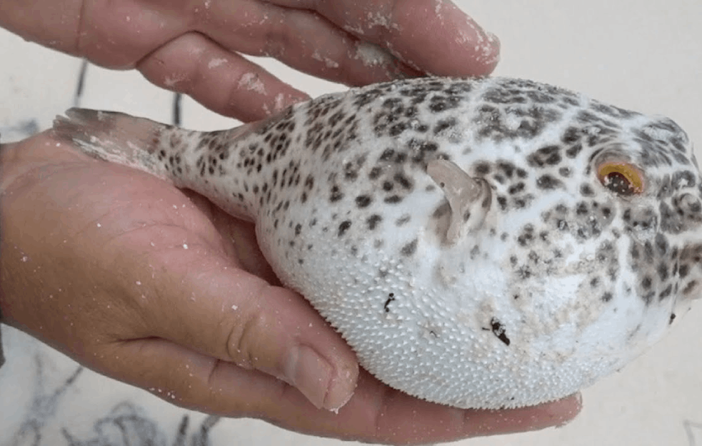 U JAPANU OBOŽAVAJU DA JEDU OVU RIBU KOJA SADRŽI U SEBI OTROV: Da li biste probali FUGU?